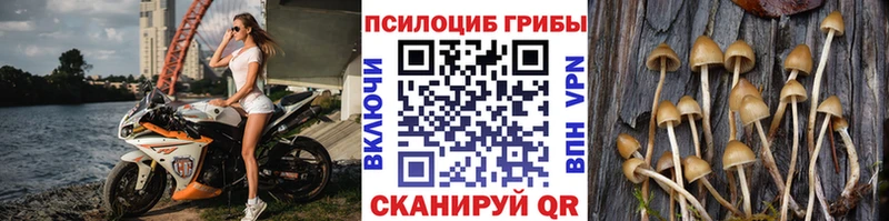 Псилоцибиновые грибы Psilocybe  Купить закладки  Камбарка 